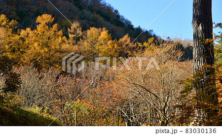 Autumn leaves at sunny day 83030136