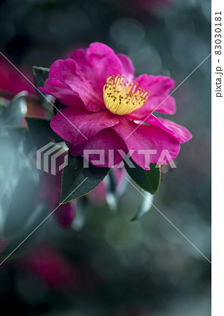 山茶花 83030181