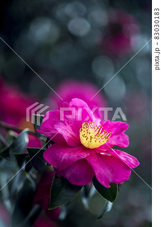 山茶花 山茶花 83030183
