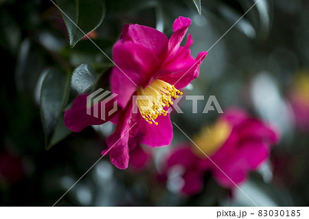山茶花 山茶花 83030185