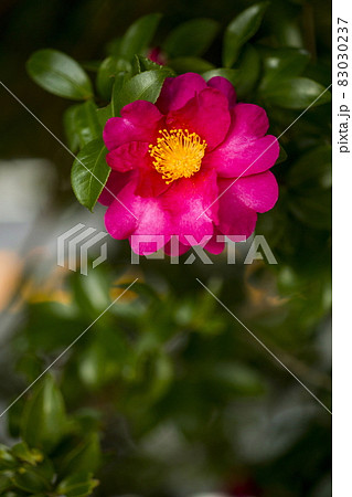 山茶花 83030237