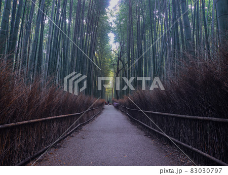 Arashiyama Bamboo Grove in Kyoto, Japan 83030797