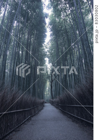 Arashiyama Bamboo Grove in Kyoto, Japan 83030802