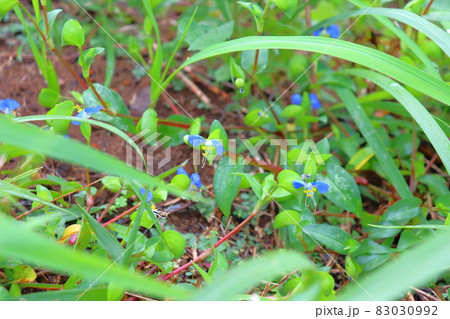 朝のつゆくさ 83030992