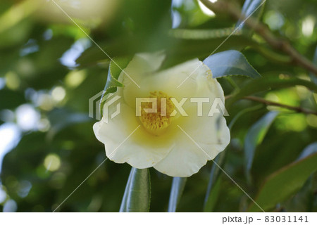 白いワビスケ（侘助）の小花が風流で可愛い 83031141