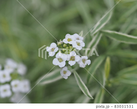 スーパーアリッサム 83031531