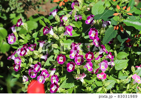 秋の庭に咲くトレニアのピンク色の花 秋の庭に咲くトレニアのピンク色の花 83031989