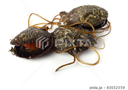 Scallops and alga Scallops and alga 83032559
