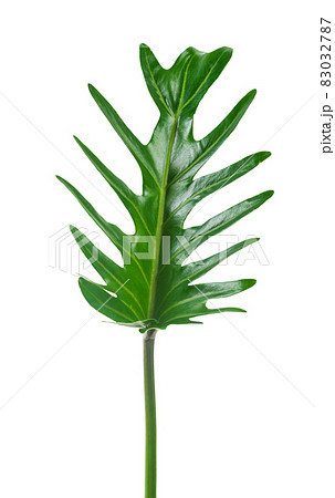 Philodendron xanadu Croat green leaf exotic shapes isolated on white background. 83032787