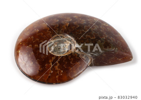 Ammonite isolated on white 83032940
