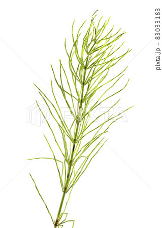 Horsetail isolated on white Horsetail isolated on white 83033183