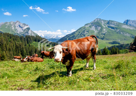 Cows in a mountain field. La Clusaz, France 83033209