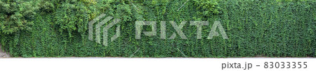 Wild grape green wall. 83033355