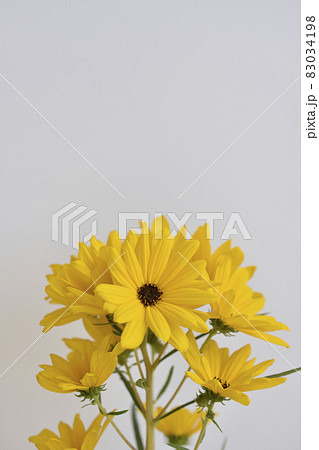 柳葉向日葵 柳葉向日葵 83034198