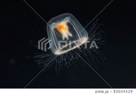 ベニクラゲ 83034329