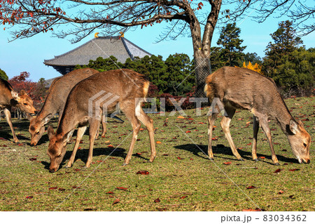 奈良公園の秋　2 83034362
