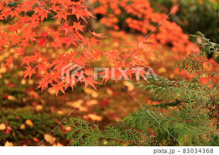 紅葉と緑 83034368