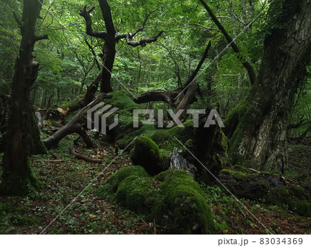 富士山の苔に覆われた森 83034369