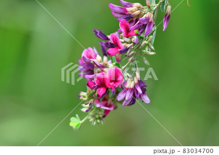 中秋の名月に供える花 83034700