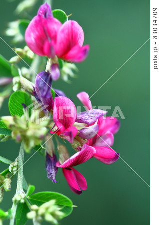 中秋の名月に供える花 83034709