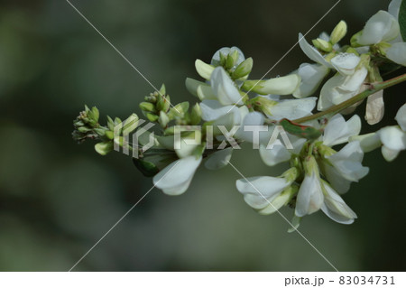 中秋の名月に供える花 83034731