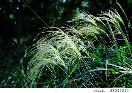 日本の秋を象徴する花 83035010