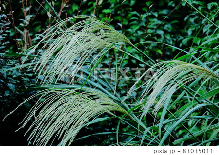 日本の秋を象徴する花 83035011