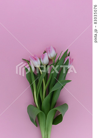 Bouquet of pink tulips on a pink background. Copy space.  83035076