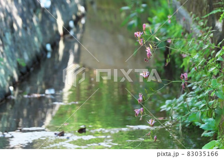 鎌倉建長寺の境内を流れる水路に咲くホトトギス 鎌倉建長寺の境内を流れる水路に咲くホトトギス 83035166