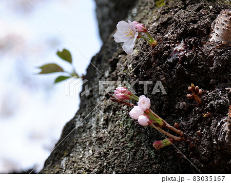 春の桜のつぼみ 春の桜のつぼみ 83035167