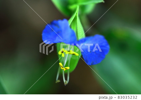 涼やかな青色の花 涼やかな青色の花 83035232