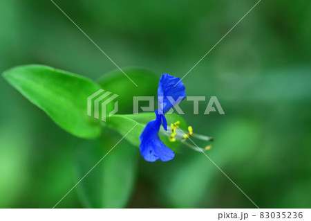 涼やかな青色の花 83035236