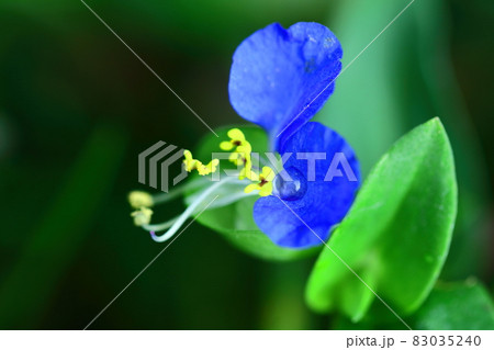 涼やかな青色の花 涼やかな青色の花 83035240
