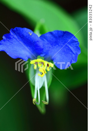涼やかな青色の花 83035242