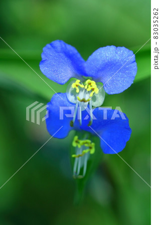 涼やかな青色の花 涼やかな青色の花 83035262