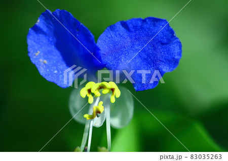 涼やかな青色の花 涼やかな青色の花 83035263