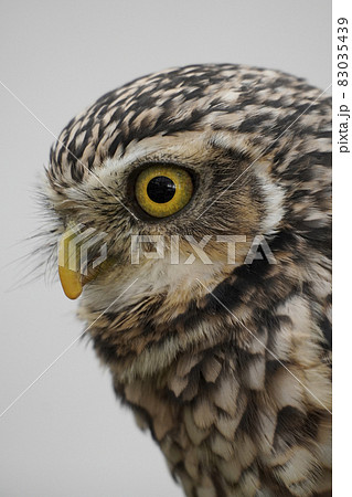 アナホリフクロウ アナホリフクロウ 83035439