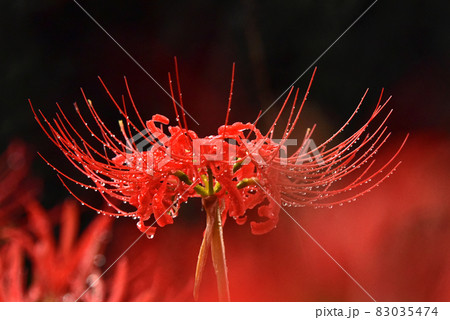 彼岸花 彼岸花 83035474