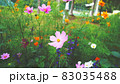 お花畑：秋 83035488