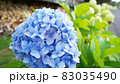 青い紫陽花 83035490