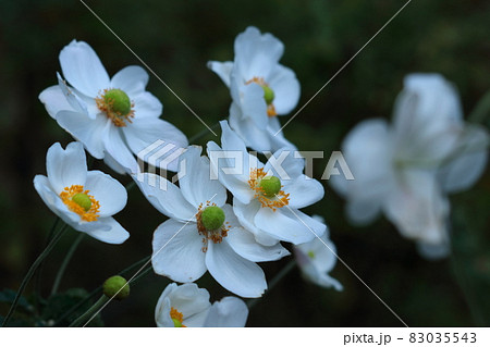日陰でひっそりと咲く 83035543