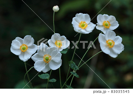 日陰でひっそりと咲く 83035545