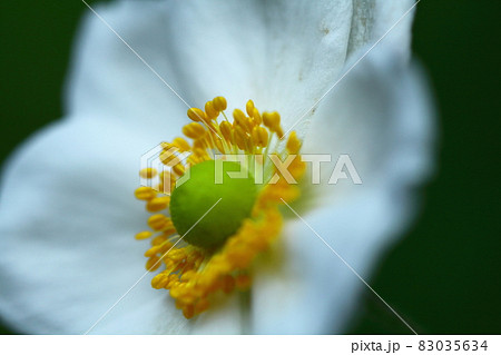 日陰でひっそりと咲く 83035634