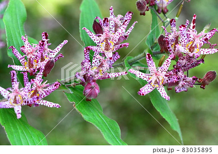 ひたむきに咲く 83035895