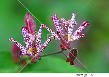 ひたむきに咲く 83035899