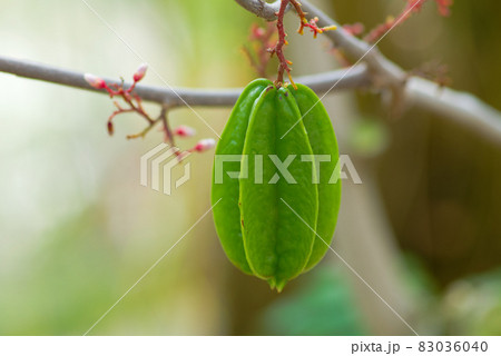 南国フルーツ　（スターフルーツ） 83036040