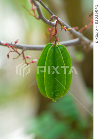 南国フルーツ　（スターフルーツ） 83036041