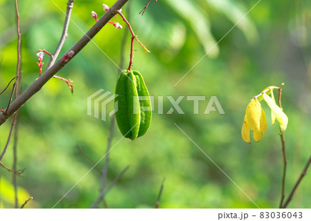 南国フルーツ　（スターフルーツ） 83036043