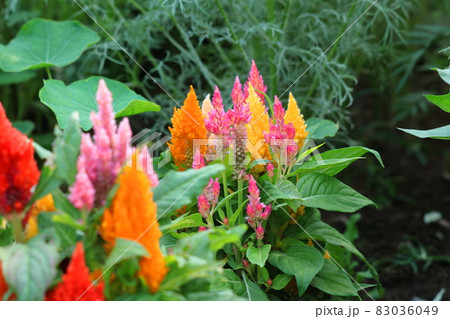 燃え上がる炎の花 83036049