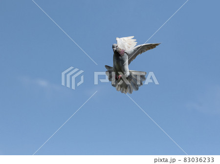 homing pigeon approach for landing to home loft against clear blue sky 83036233